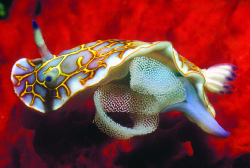 Chromodoris neona